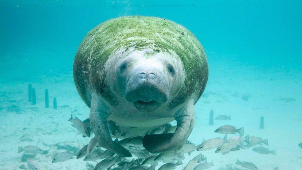 Manatee close-up with many fish in a clear Florida springs