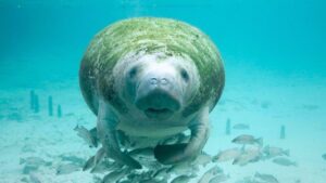 14 Of The Most Extraordinary Animal Encounters In America