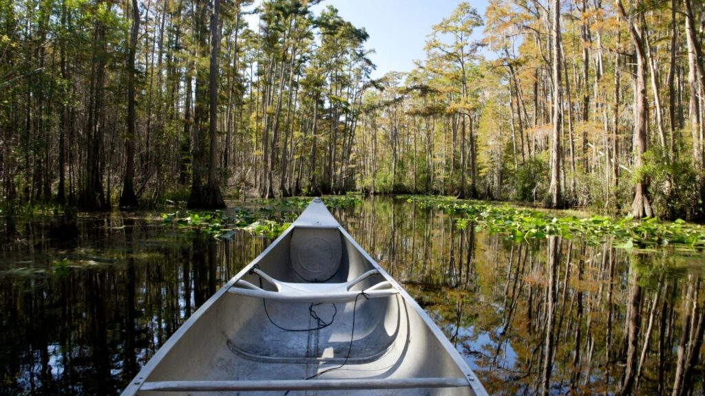 Canoe gliding through the trees in Florida, Okefenokee Swamp by Canoe