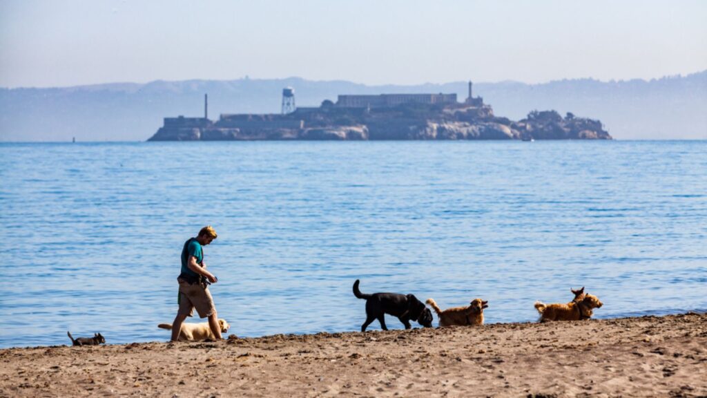 Man on San Francisco beach with dogs