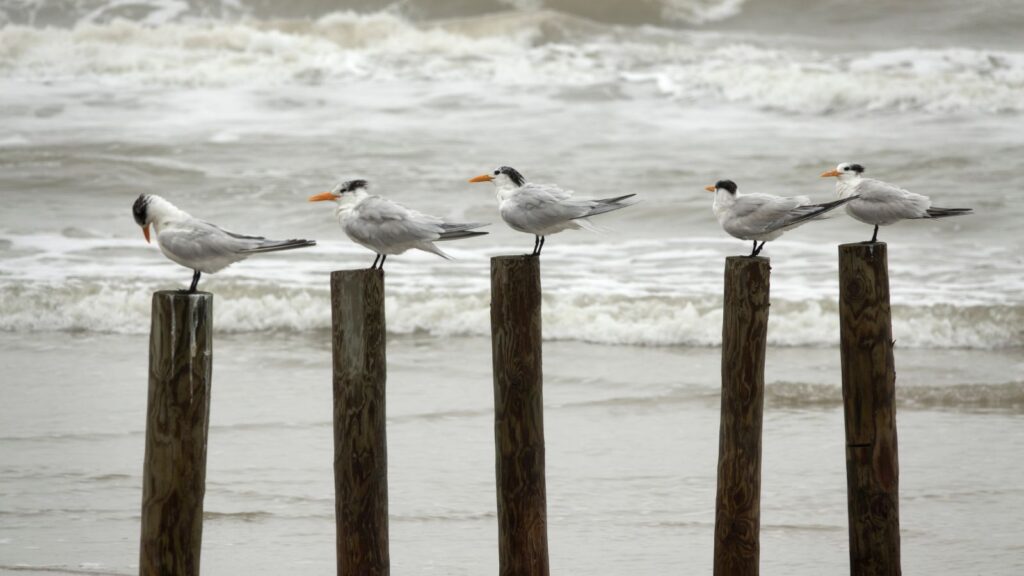 Waves crash Royal terns preen Mustang Island State Park Gulf coast Texas