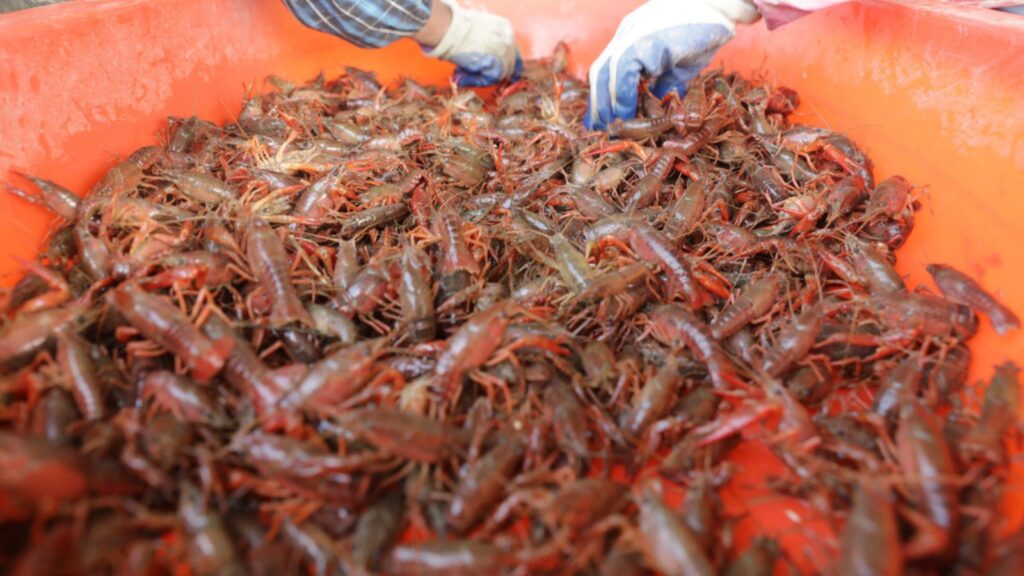 Hands picking through a giant bucket of crawfish