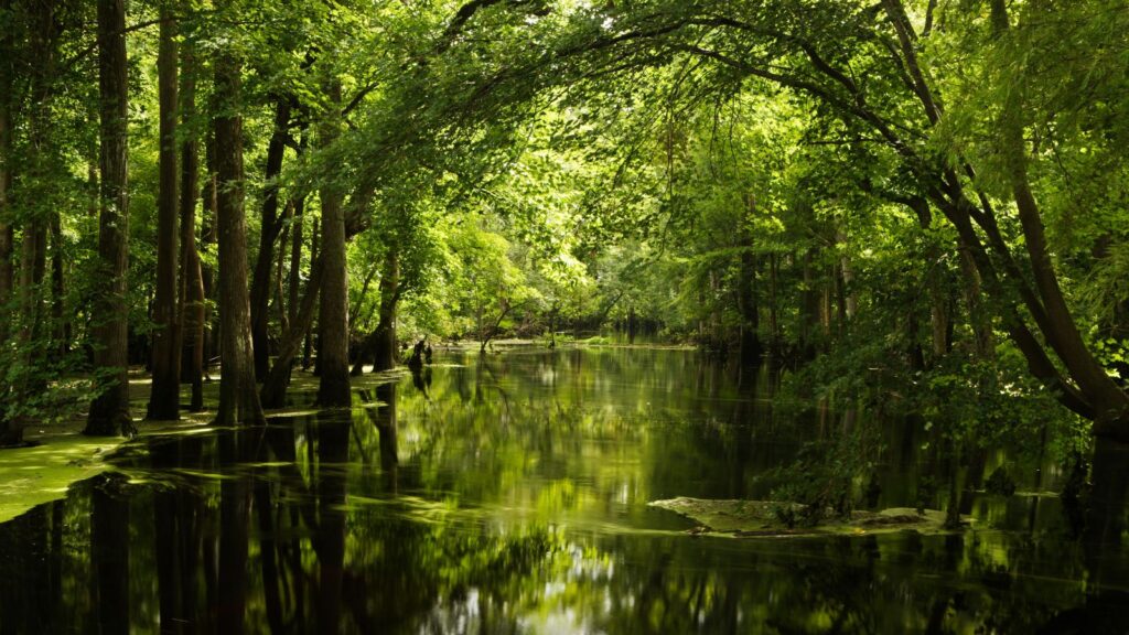 North Carolina, Merchants Millpond State Park