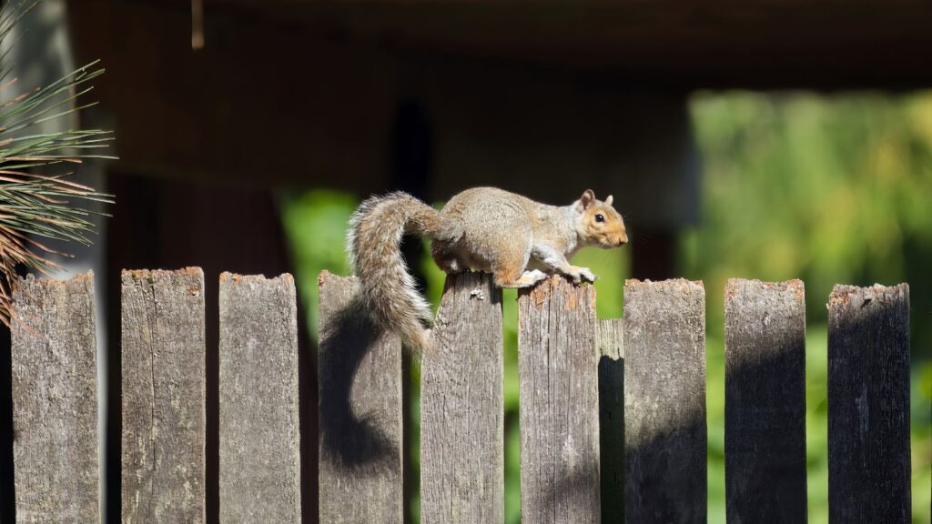 Squirrels Are the Real Landlords