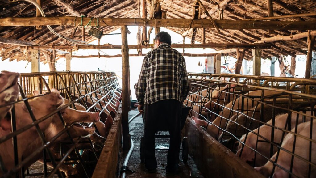 farmer feeding his pigs in pen