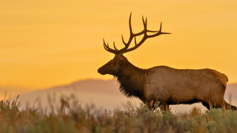 Why Now is the Best Time to Visit The World’s Oldest National Park During the Elk Rut