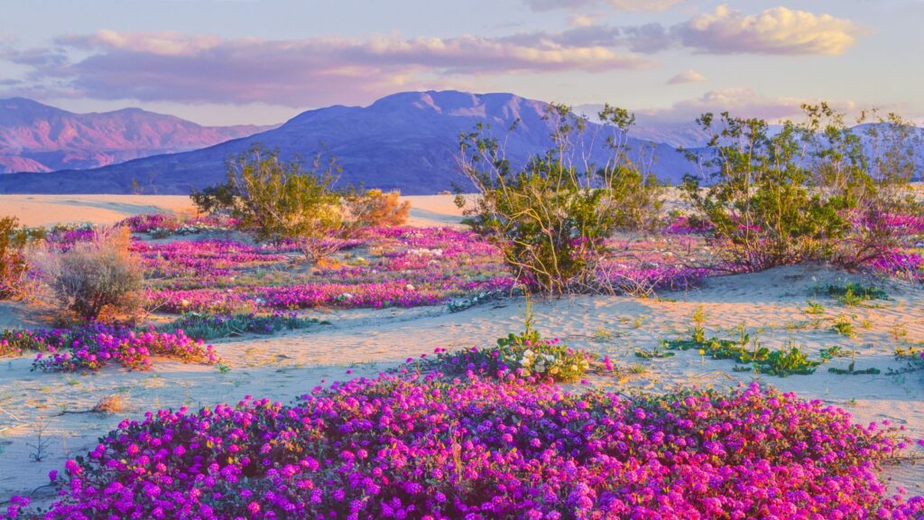 California, Spring desert wildflowers in Anza Borrego Desert State Park