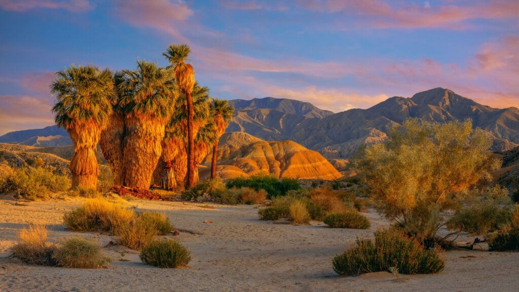 California, Desert spring in Anza Borrego Desert State Park Palm Trees Sunset