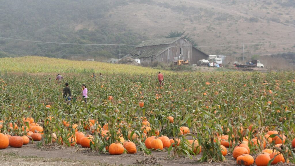 California, Half Moon Bay Pumpkin Festival