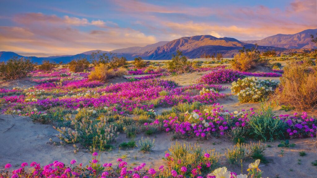 California, Spring desert wildflowers in Anza Borrego Desert State Park