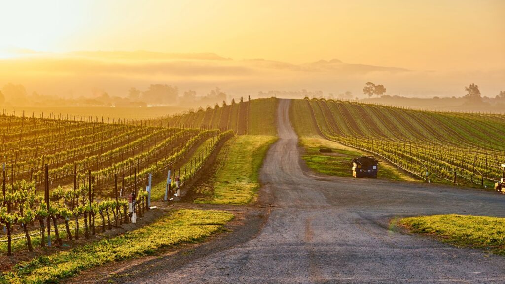 California, Vineyards at sunrise