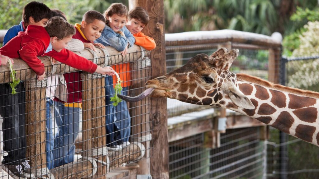 Children at zoo feeding giraffe