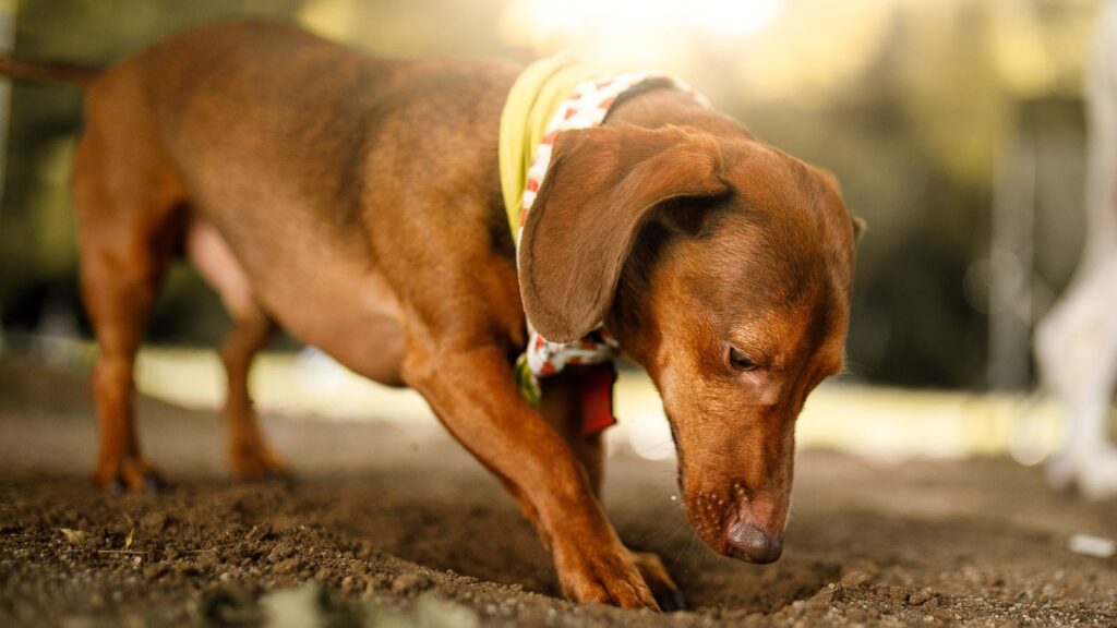 Dog digging a hole