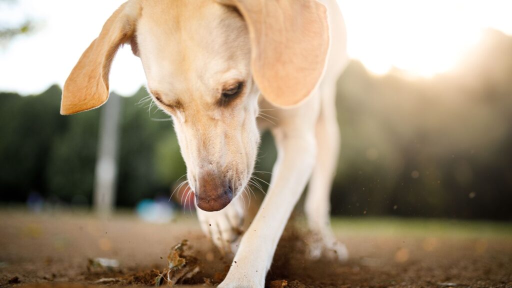 Dog digging a hole on the ground