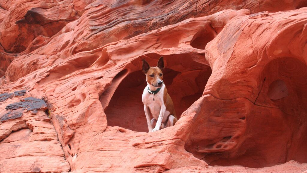 Dog in a small cave