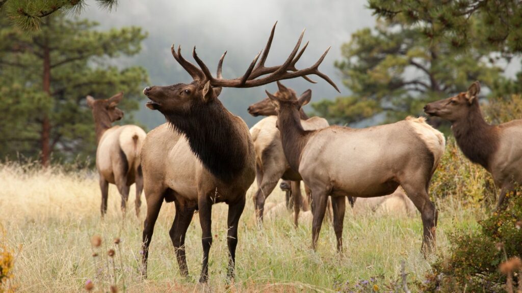 Elk herd in Colorado mountains