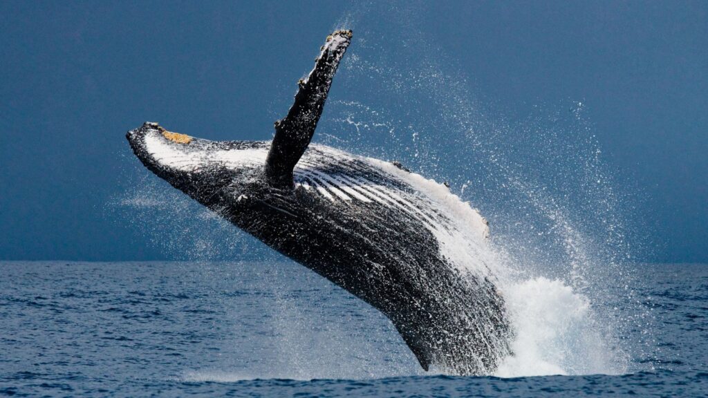 Jump, humpback, whale Madagascar