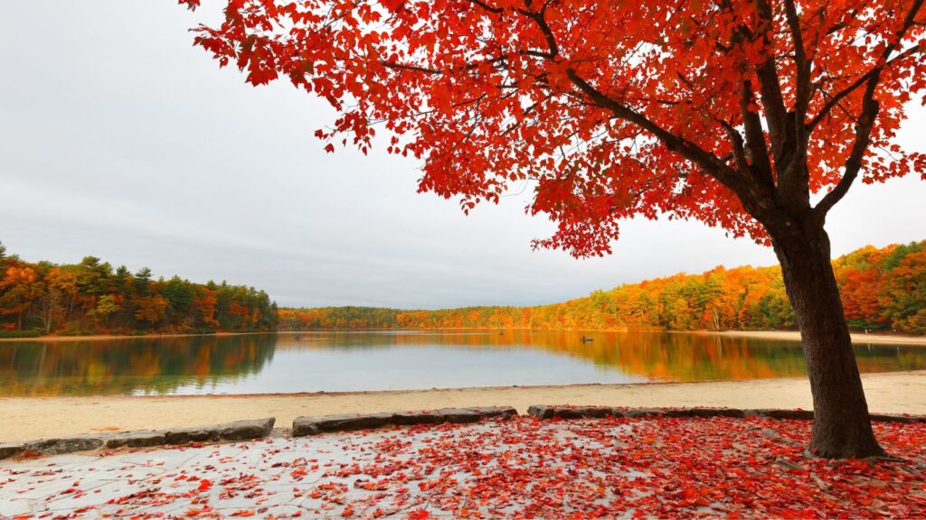 Massachusetts, Beautiful fall foliage at Walden Pond at sun rise, 