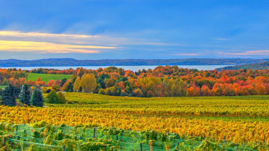 Beautiful View of Traverse Bay with fall leaf color and vineyard-Traverse City, Michigan