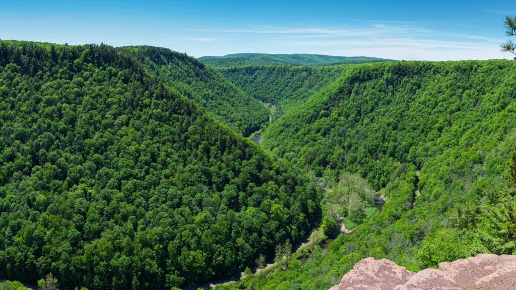 Pennsylvania, Panoramic view of green trees and plants in the Pine Creek Gorge