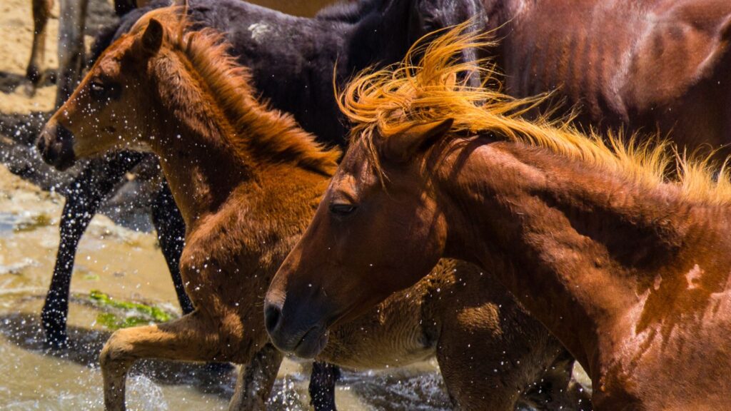 Virginia, Wild Ponies of Chincoteague Assateague Island