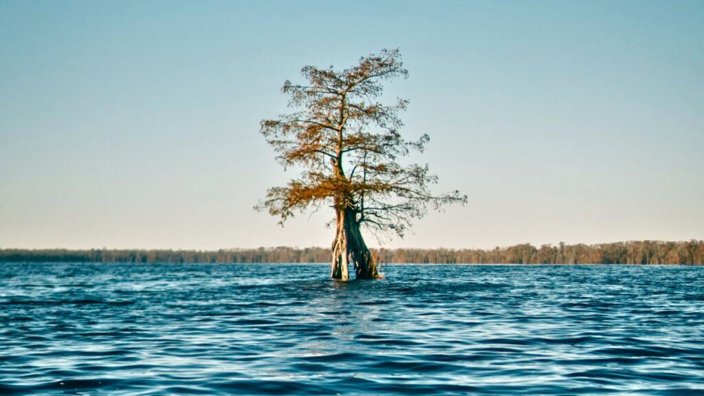 Virginia, tree on Great Dismal Swamp