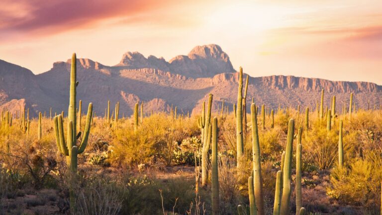 Arizona, Saguaro Park Landcsape