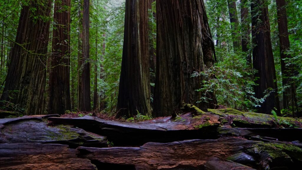 California, Bohemian Grove