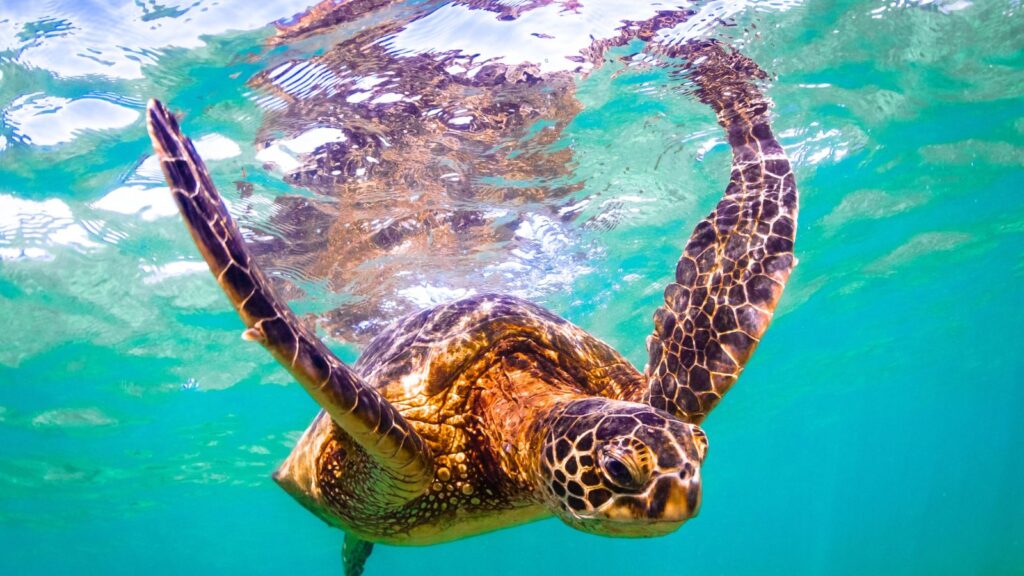 Hawaii, Green Sea Turtle cruising the warm waters of the Pacific Ocean