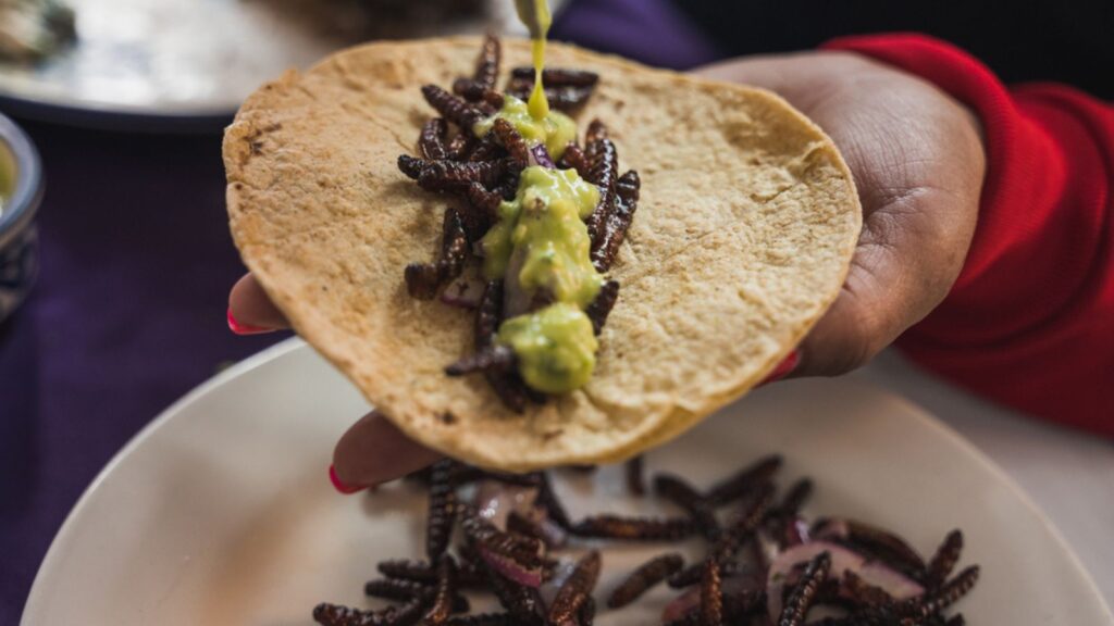 Insect Tacos