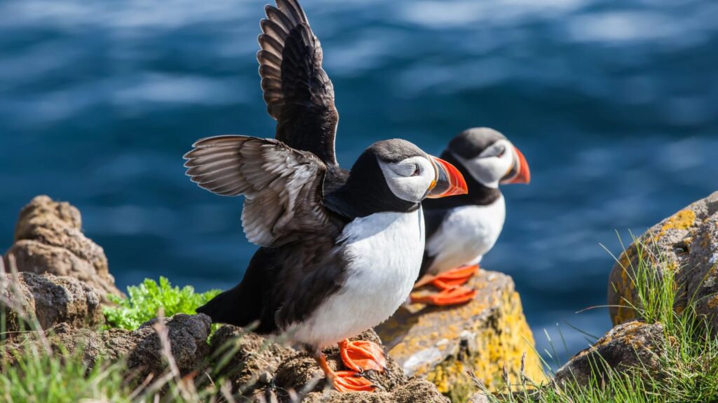 Maine, Acadia National Park, Pair of puffins on a rock