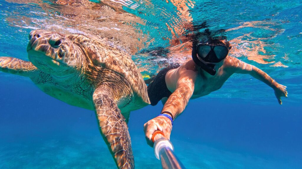Snorkel swim with green sea turtle