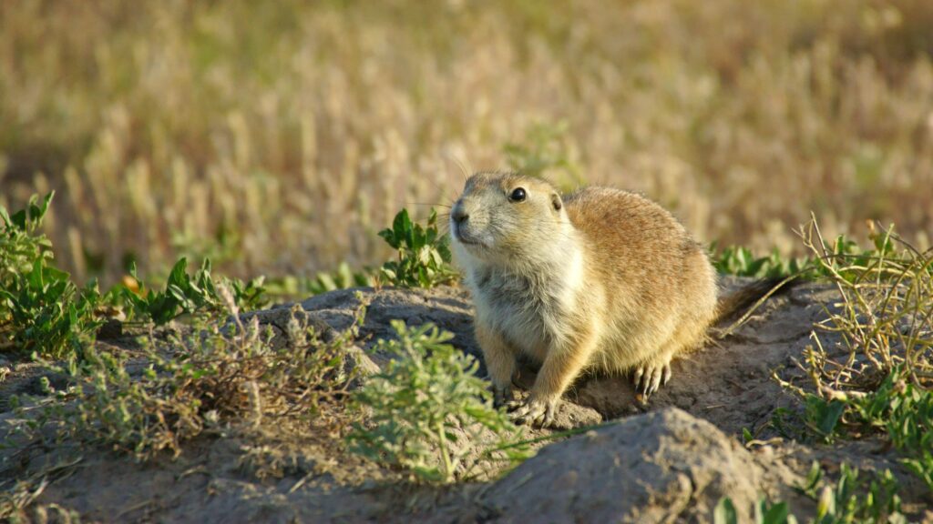 South Dakota, Prairie dog at Badlands National Park