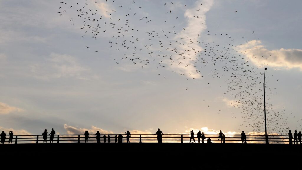 Texas, Austin, Nightly bat flight from the Congress Avenue bridge