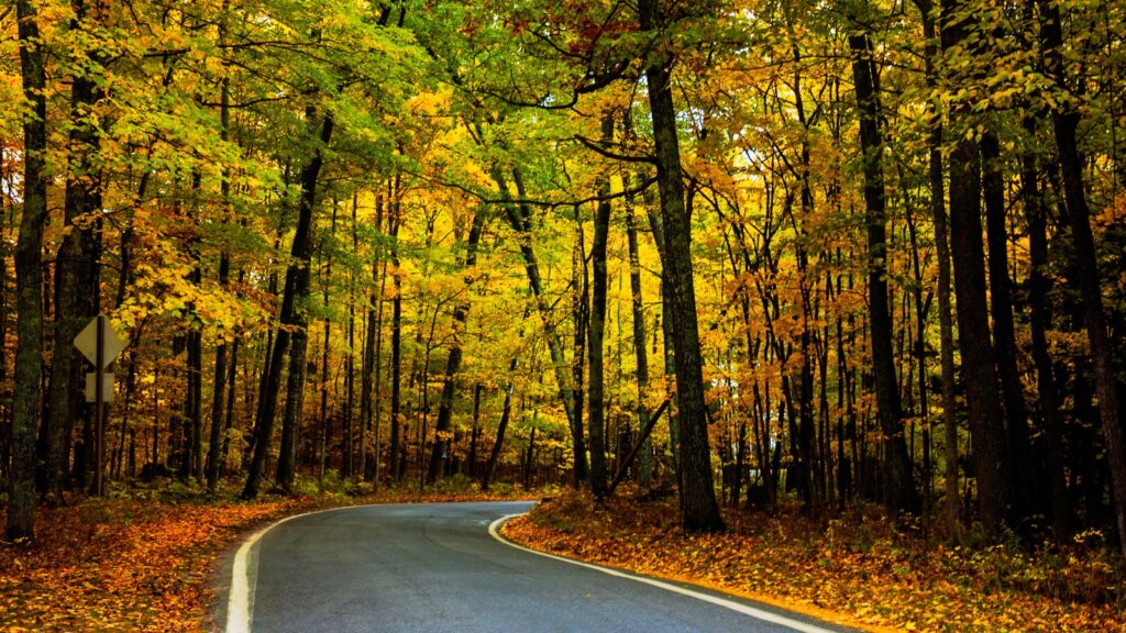 Road in the Tunnel of Trees 2