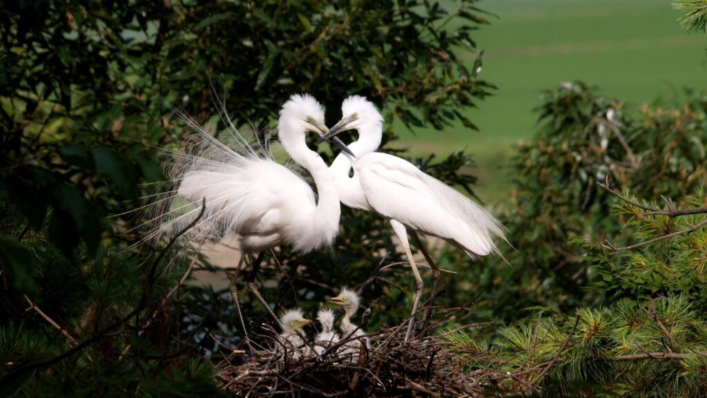 Two Herons Taking Care Of Their Nest