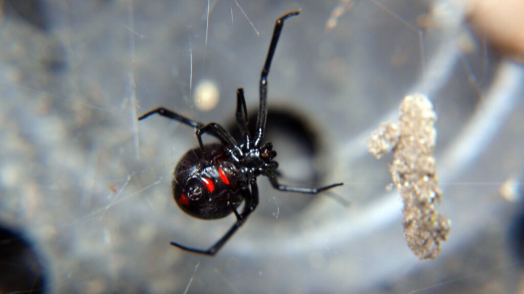 USA, Wildlife, A black widow spider inside an empty black flower pot