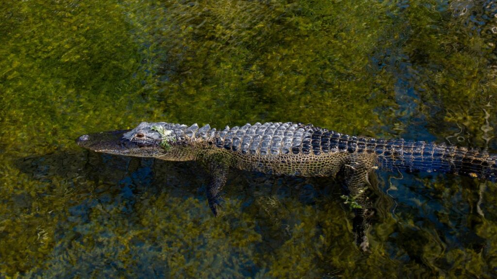 USA, Wildlife, American Alligator, Alligator mississippiensis swimming in a clear see through lake