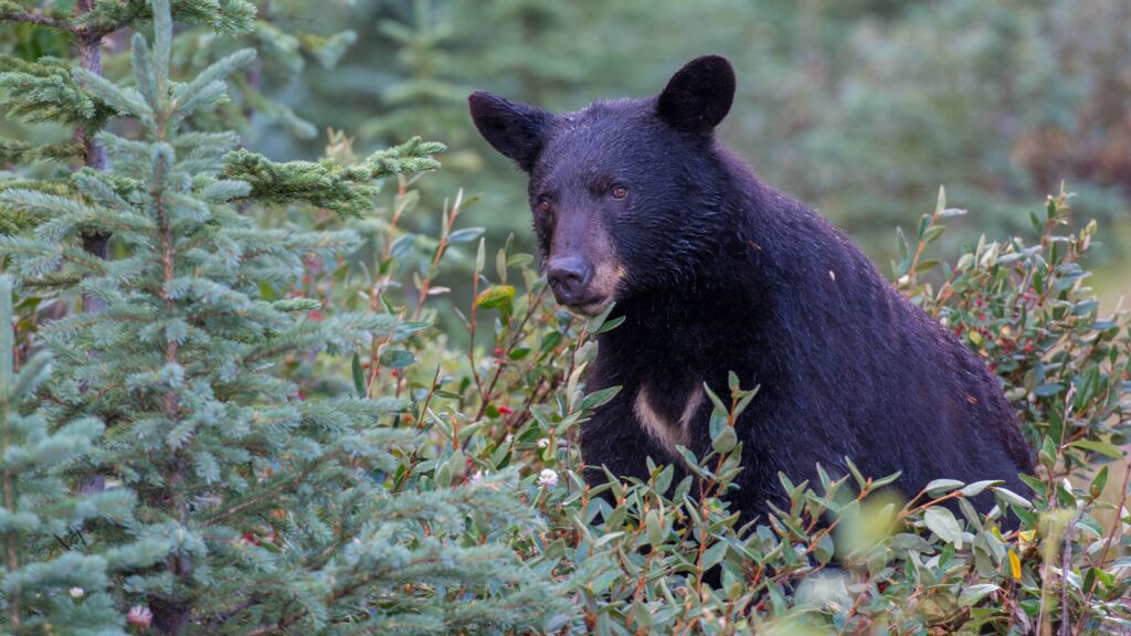 USA, Wildlife, Black Bear lurking in the wild