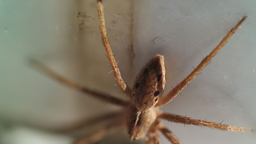 USA, Wildlife, Brown Recluse Spider macro shot, Midwest and South