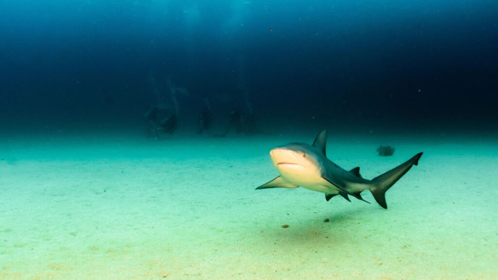 USA, Wildlife, Bull Shark of Gulf and East Coasts in the blue ocean