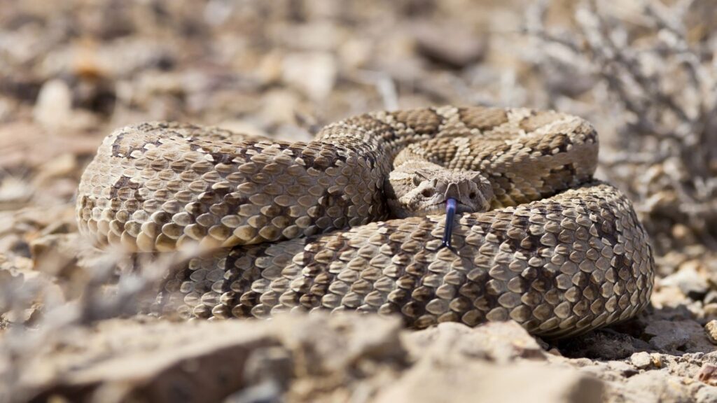 USA, Wildlife, Coiled Rattlesnake with the focus on its eyes