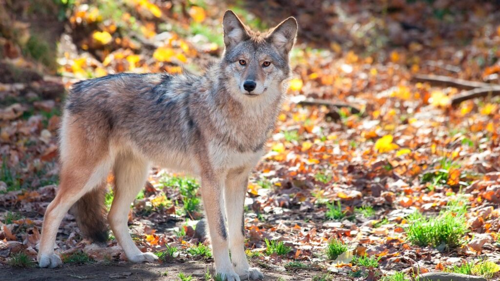 USA, Wildlife, Coyote looking at the camera on a broad daylight, Urban and Rural Areas Nationwide