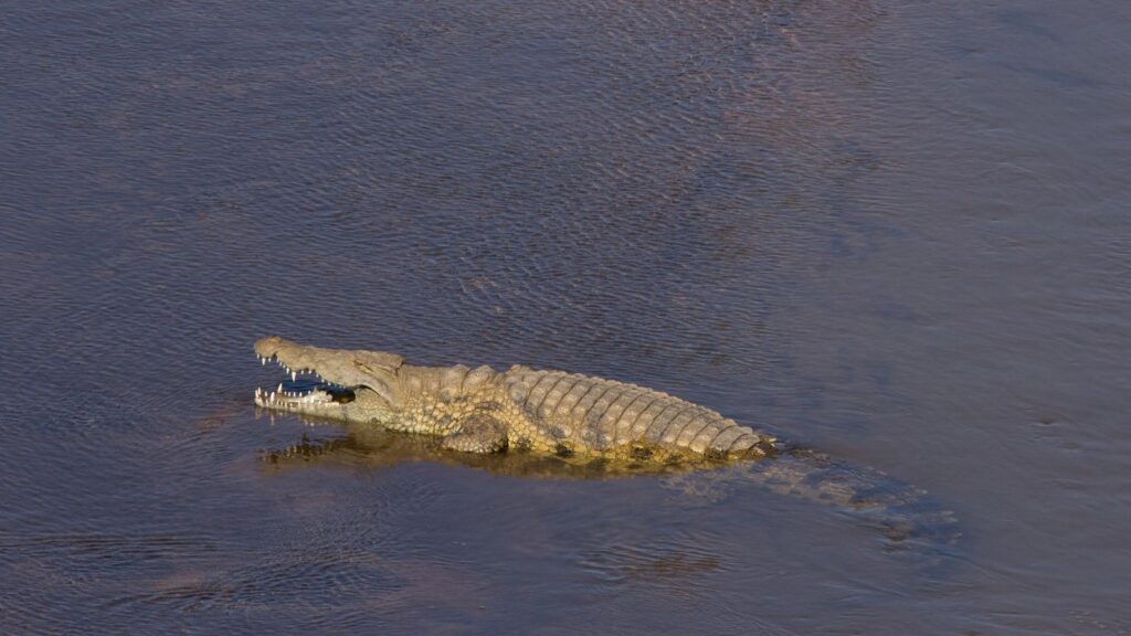 USA, Wildlife, Crocodile floating from the Southernmost US