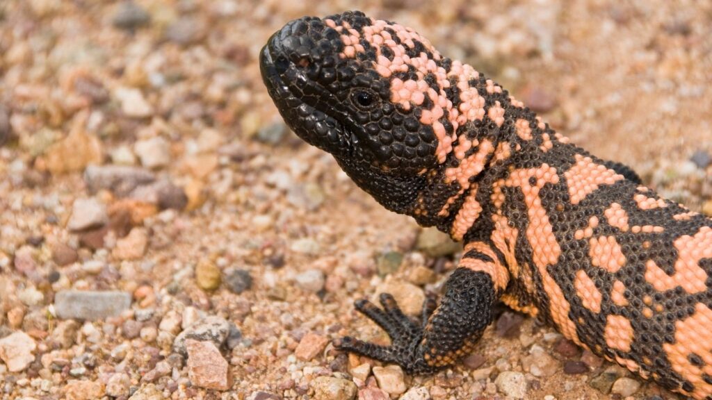 USA, Wildlife, Gila Monster (Heloderma Suspectum Suspectum) crawling