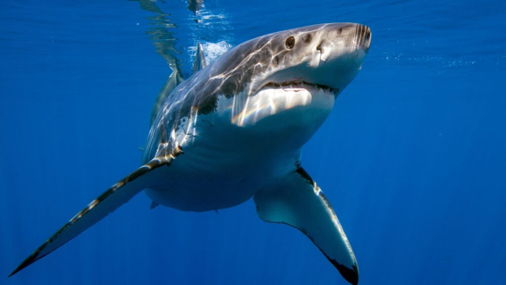 USA, Wildlife, Great White Shark ready to attack, Pacific and East Coasts