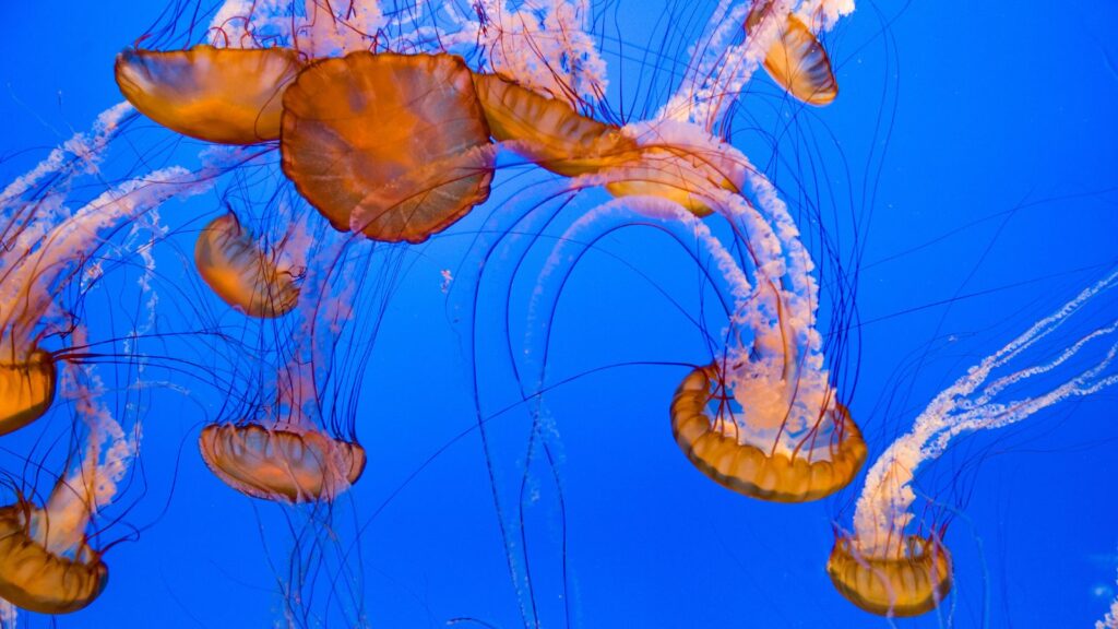 USA, Wildlife, Jellyfish with blue background under the ocean