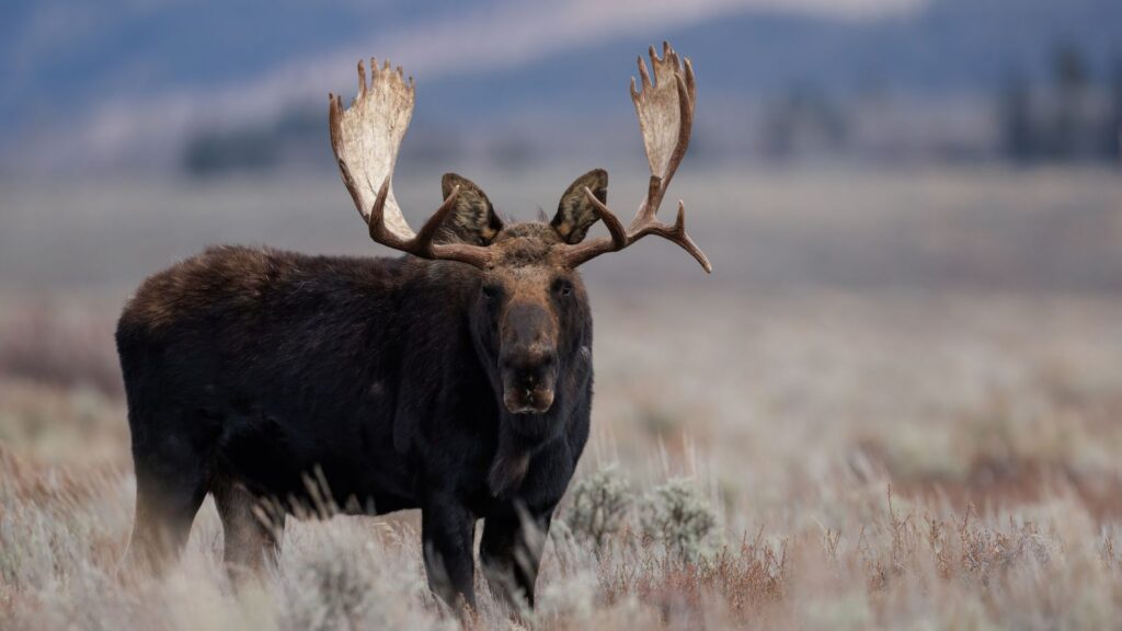 USA, Wildlife, Moose in Grand Teton National Park