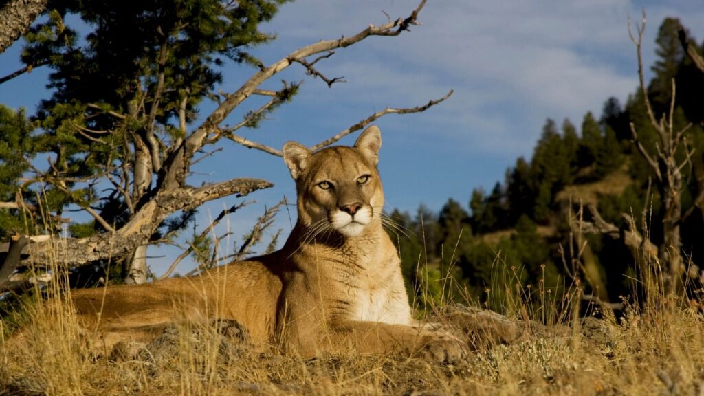 USA, Wildlife, Mountain Lion sits on a rocky outcrop