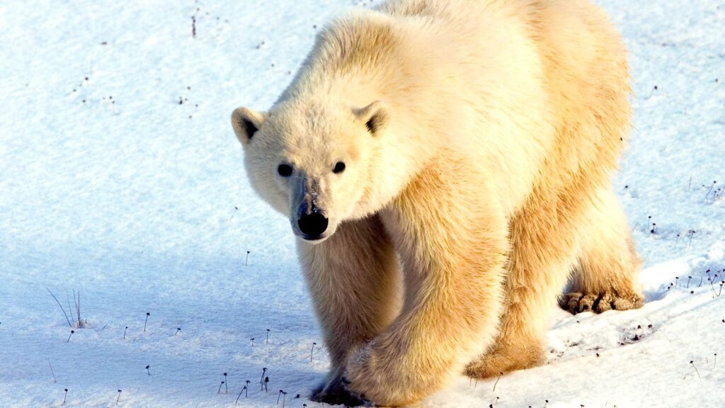 USA, Wildlife, Polar Bear walking on the snow, Far Northern Alaska